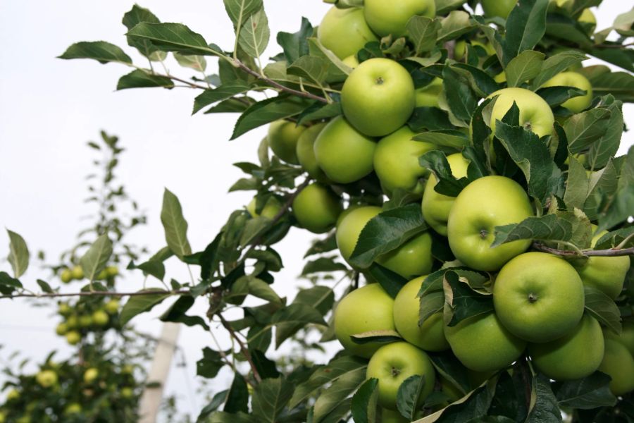 Erfrischend Greenstar Apfel