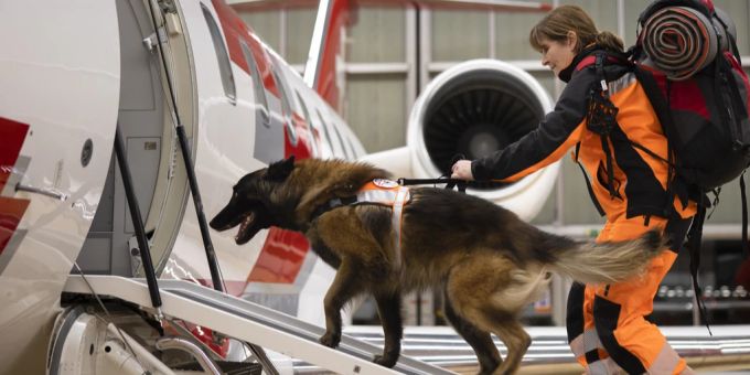 Ein Schweizer Rettungshund auf dem Weg zu seinem Einsatz in die Türkei. Erdbeben