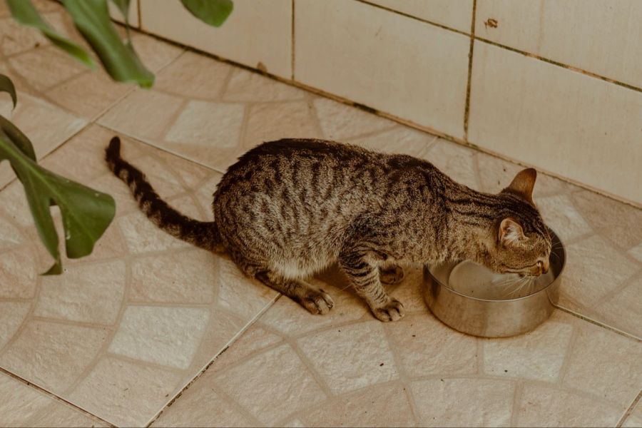 Katzen trinken Wasser