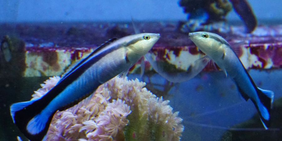 Ein Putzerfisch interagiert mit seinem Spiegelbild, das von einem ausserhalb des Aquariums angebrachten Spiegel erzeugt wird.