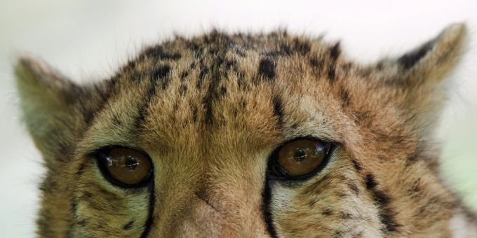 Ein Gepard. (Symbolbild) gepard