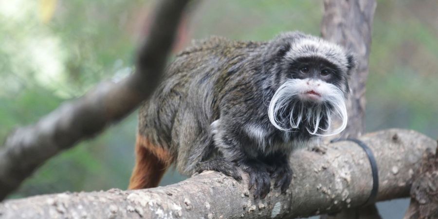 Ein Kaiserschnurrbart-Tamarin, der im Zoo in Dallas lebt.