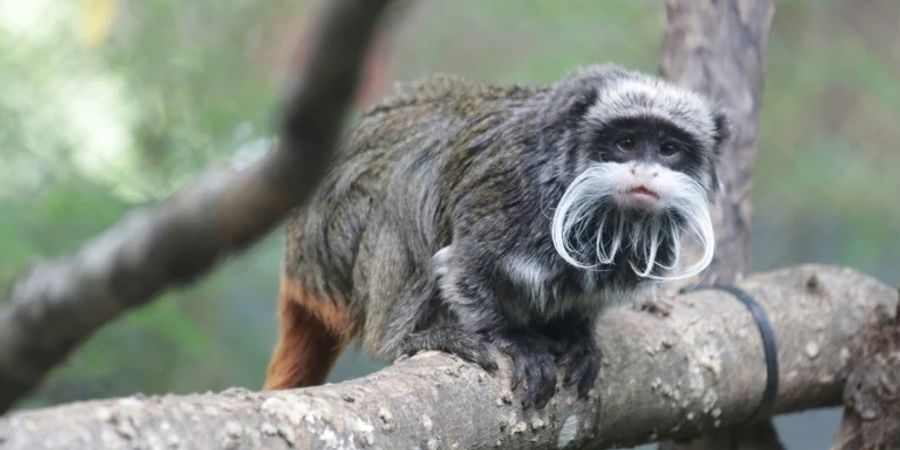 Kaiserschnurrbarttamarin im Zoo von Dallas