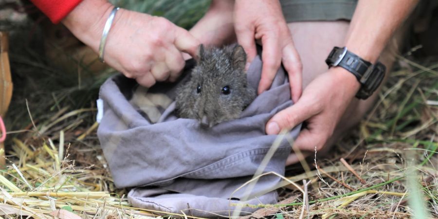 Ein Langschnauzen-Kaninchenkänguru bei der Auswilderung in Australien.