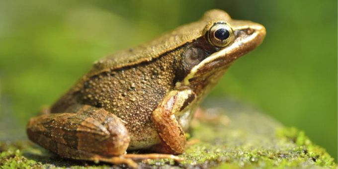 Symbolbild Frosch Symbolbild Frosch
