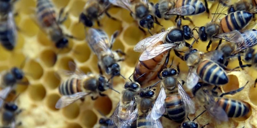 Bienen auf einer Honigwabe