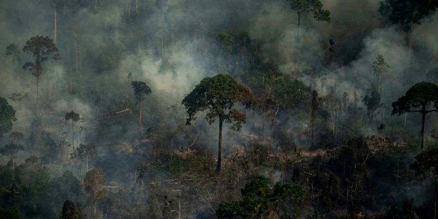 Illegales Feuer im brasilianischen Regenwald 2021