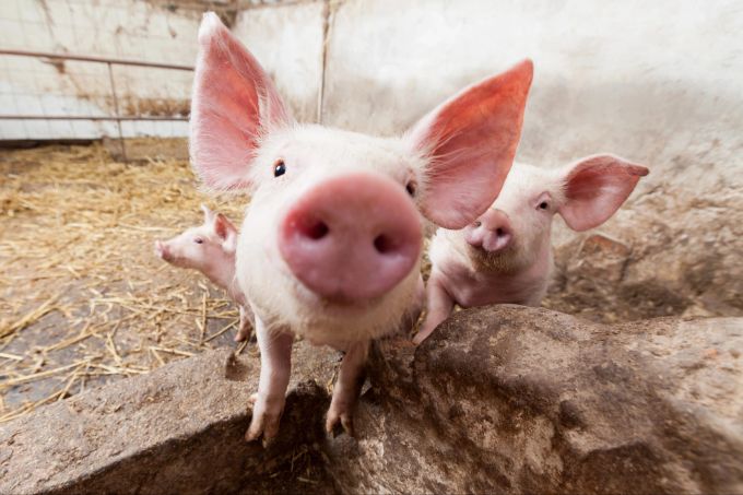 Ob Schwein oder Hund: Wer vegan lebt, macht keinen Unterschied in der Behandlung der Tiere. Schweinchen