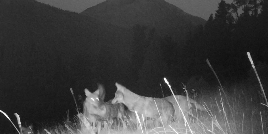 Die ersten Jungwölfe im Schweizerischen Nationalpark tappten in Fotofallen, die eigens für die Suche nach einem Wolfsrudel aufgestellt wurden.