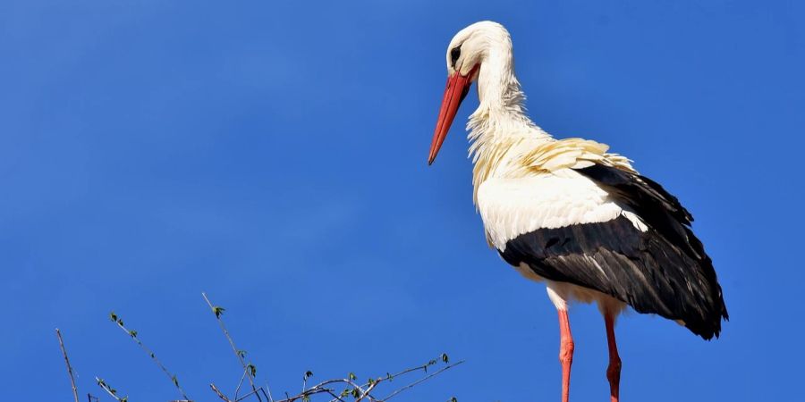 storch