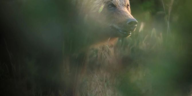 Bär