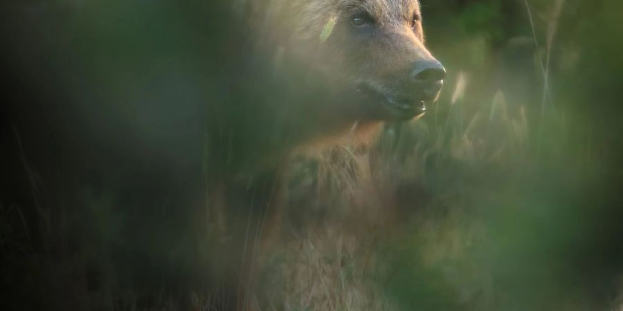 Bär