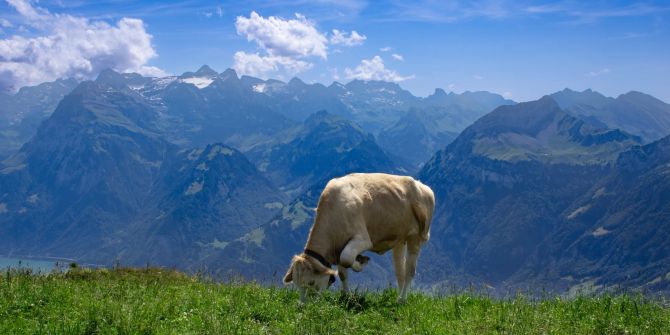 Kuh Schweiz Berge Alm