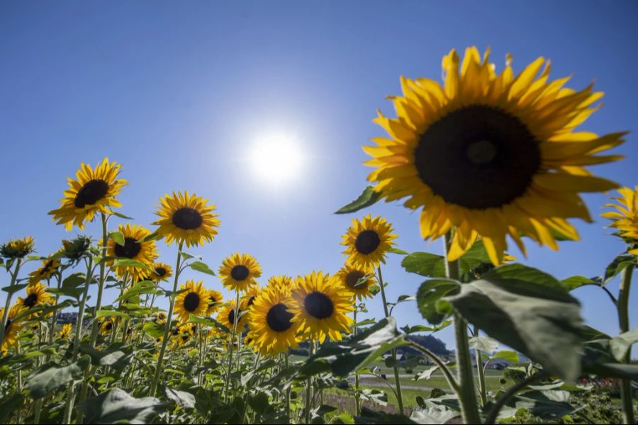 Ab Sonntag bringt ein Hoch allerdings wieder sommerlicheres Wetter.