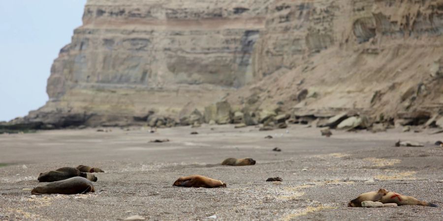 Mehrere tote Mähnenrobben liegen an einem patagonischen Atlantikstrand nahe Viedma.