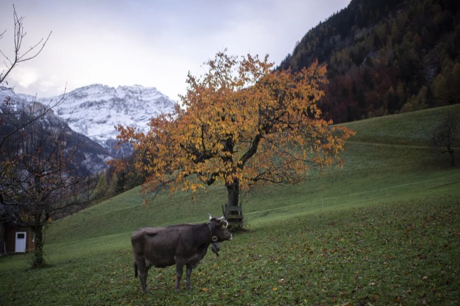 Die Wolfshirten wollen die Asche der Wölfin am Calanda verstreuen.