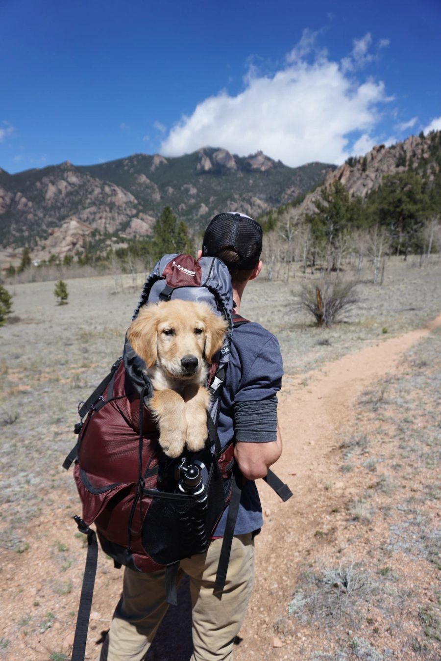 Hund im Rucksack