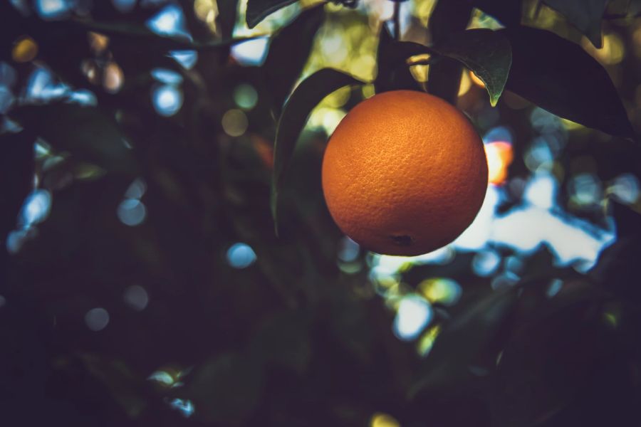 Schlechtes Wetter und die Krankheit «Citrus Greening» führten zu schlechten Orangen-Ernten in den USA und in Brasilien. (Symbolbild)