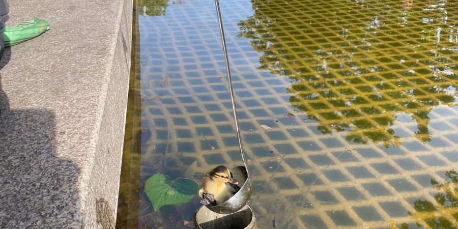 Insgesamt retteten die Einsatzkräfte zwölf Tierkinder mit einer Suppenkelle.