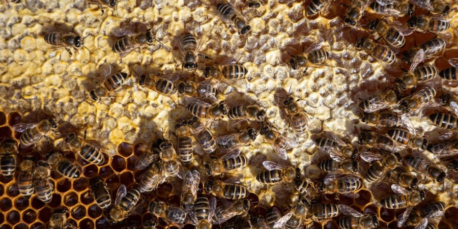 Bienen sitzen auf einem Bienenrahmen. Wer Honig liebt, sollte nicht auf den Preis, sondern vor allem auf die Herkunft achten.