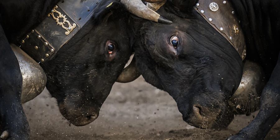 Im Finale setzte sich Kuh Mélodie (r.) gegen «Sauvage» (l.) durch.