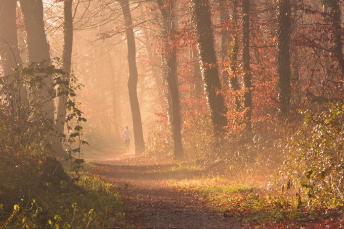 Magisch: Morgenstimmung beim Joggen im Wald. Jogging im Wald