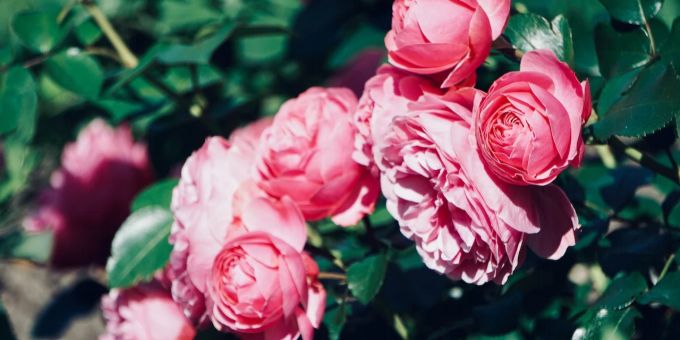 Zerstören sonst Rosen - Diese Schädlinge bekämpfen Sie per Wasserstrahl