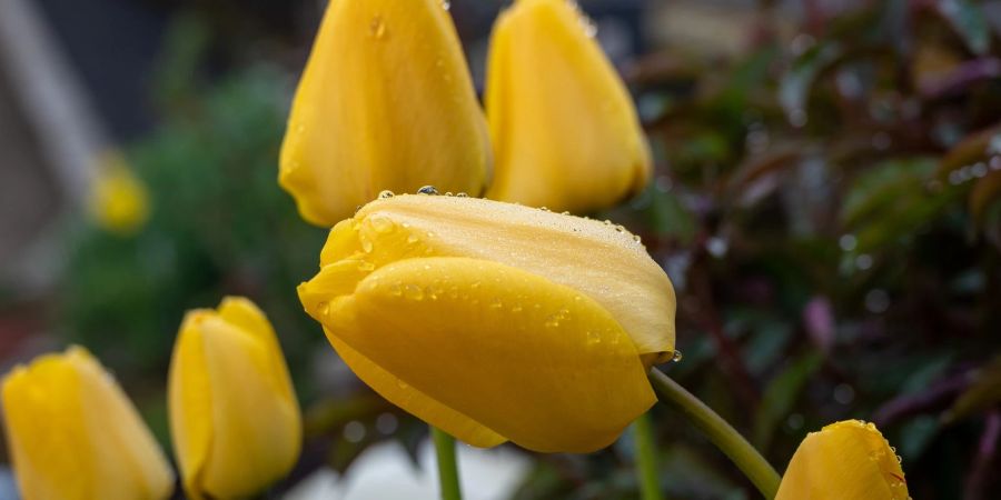 Tautropfen glänzen am Morgen auf noch geschlossenen Tulpen in Trier.