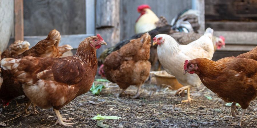 Huhn Küken mathematische Aufgaben