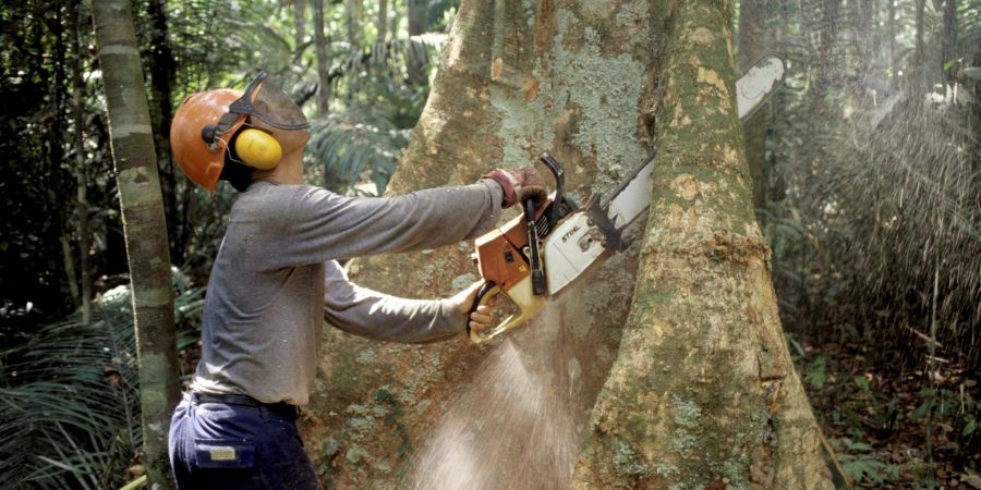 Die Abholzung von Bäumen Regenwald des Amazonas war auch in den Savannen in den ersten drei Monaten dieses Jahres hoch.