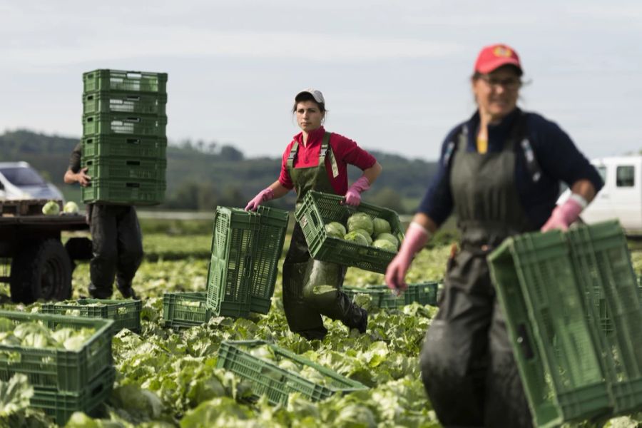 Aktuell hat die Schweiz rund eine Tonne Gemüse weniger produziert als zum selben Zeitpunkt letztes Jahr.