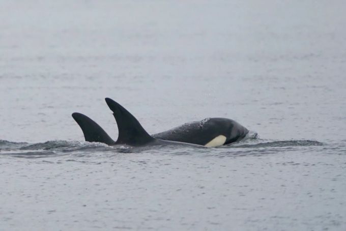 Orca
