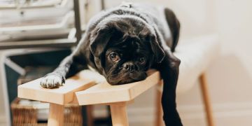 Schwarzer Hund