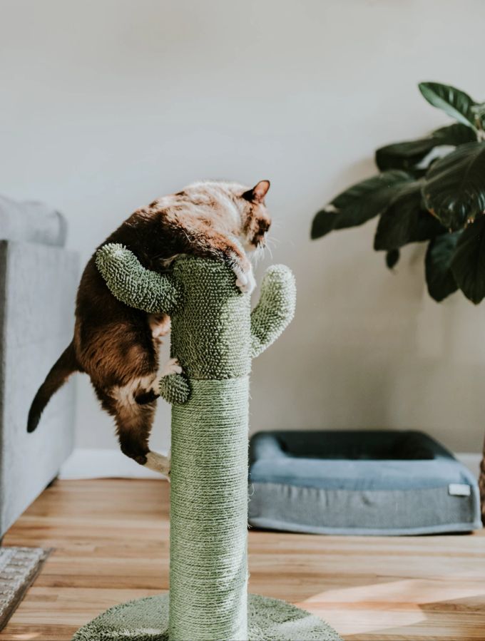 Kratzbäume sind eine gute Beschäftigung für die Katze. Kratzbaum, Katze