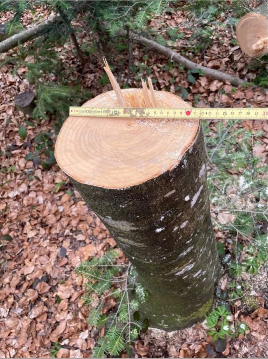 Er wird verdächtigt, über 100 Bäume abgeholzt zu haben.