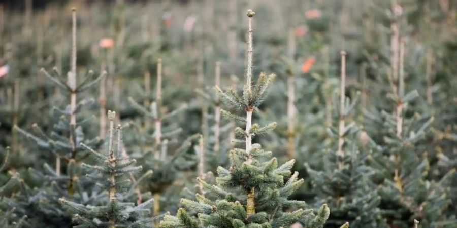 Nach Angaben des NRW-Landesverbandes Gartenbau stammt jeder dritte Weihnachtsbaum in Deutschland aus dem Sauerland. Foto: picture alliance / dpa