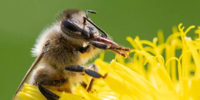 In einem Teebeutel konnten DNA-Spuren von 400 Insektenarten gefunden werden. Foto: Sebastian Gollnow/dpa Teebeutel