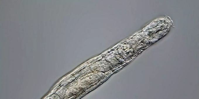 Die kleine Gruppe der Lebewesen, die zehn Tausende Jahre im Permafrost überleben können, hat ein Mitglied mehr: Das Rädertierchen. Russische Wissenschaftler haben ein 24'000 Jahre altes Exemplar zum Leben erweckt. (dpa) Die kleine Gruppe der Lebewesen, die zehn Tausende Jahre im Permafrost überleben können, hat ein Mitglied mehr: Das Rädertierchen. Russische Wissenschaftler haben ein 24'000 Jahre altes Exemplar zum Leben erweckt. (dpa)