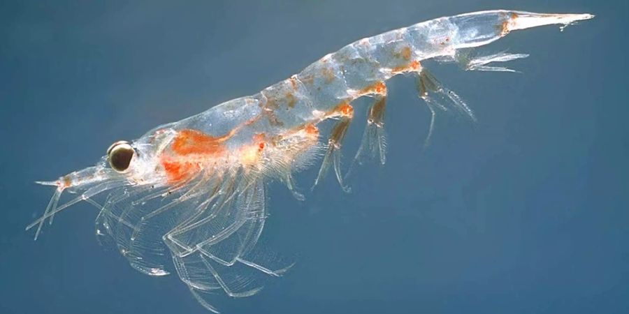 Die kleinen Tierchen sollen sich im Wasser mit Sprüngen fortbewegen.