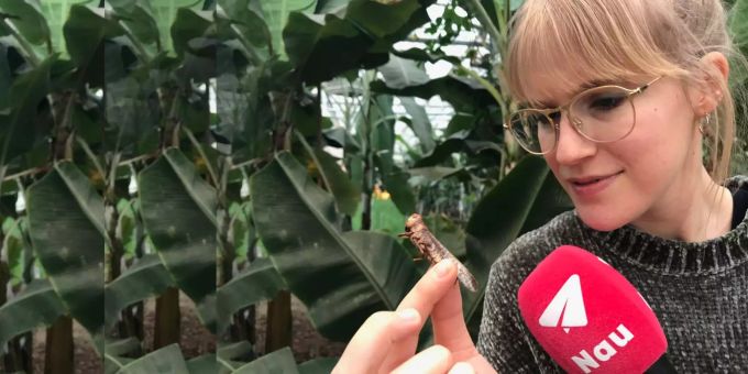 Insekten-Zulieferer Essento - «Seit August beliefern wir schweizweit 50 Geschäfte»