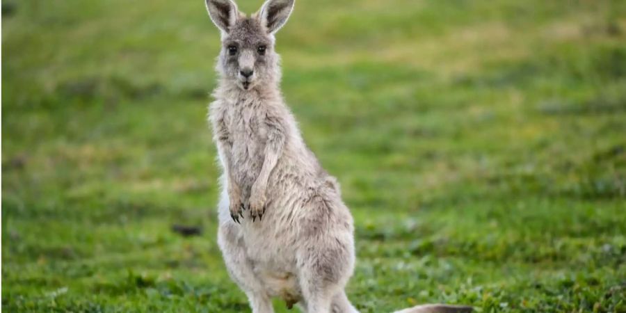 Ein Känguru ist auf einem Golfplatz in Australien zu sehen.