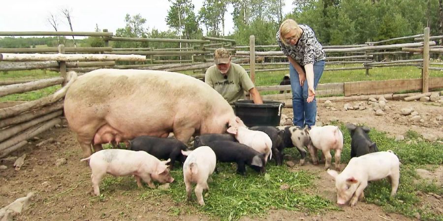 Bei den herzigen Ferkelchen hört der Spass auf. Angelika will das Fleisch nicht essen.