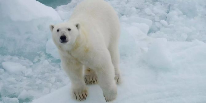 Eisbär