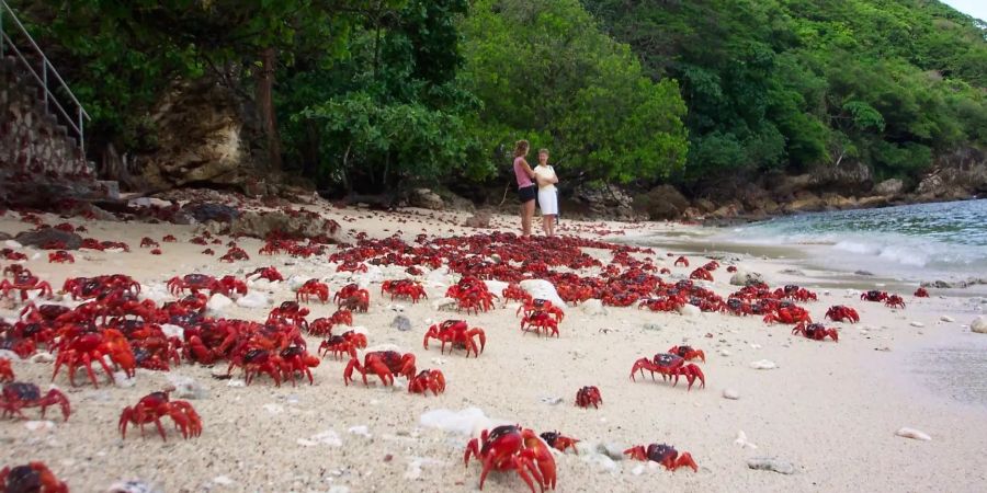 Weihnachtsinsel-Krabben (Gecarcoidea natalis), auch Rote Landkrabben genannt, marschieren über den Strand Richtung Meer.