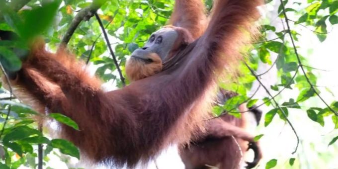 Orang Utan Oran Utan im Baum