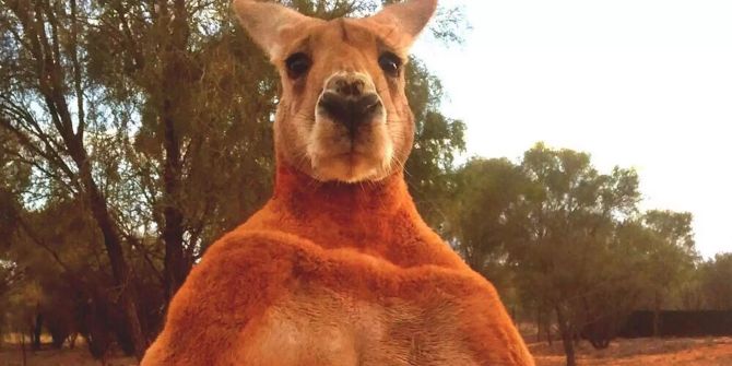 Die am 10.12.2018 von «The Kangaroo Sanctuary» zur Verfügung gestellte undatierte Aufnahme zeigt das Känguru «Roger».