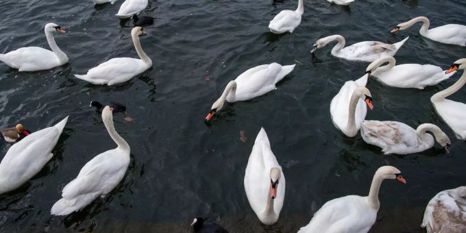 Schwäne (Symbolbild) Schwäne (Symbolbild)