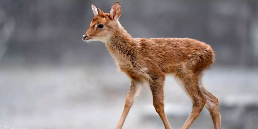 Junger asiatischer Burma-Leierhirsch im Zürcher Zoo.