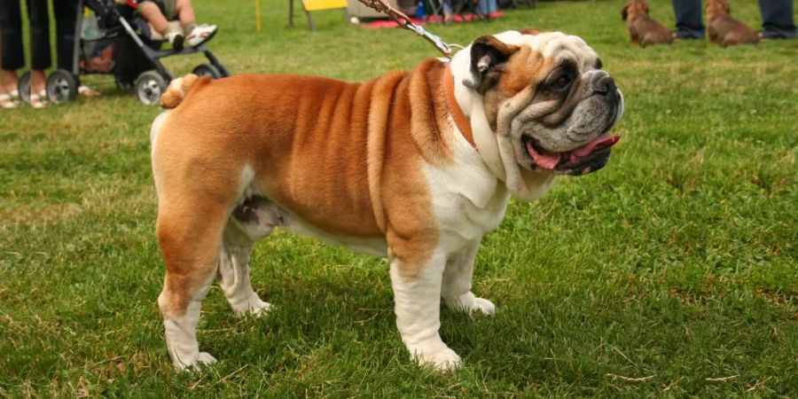 bulldogge