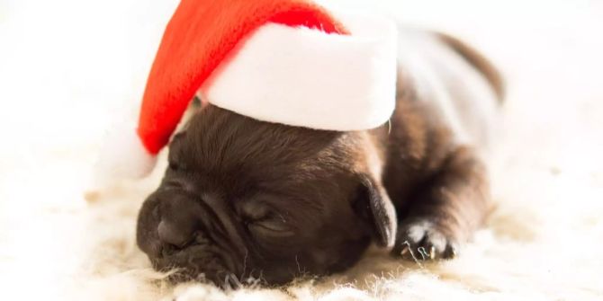 Tierschützer raten von einem tierischen Weihnachtsgeschenk ab.